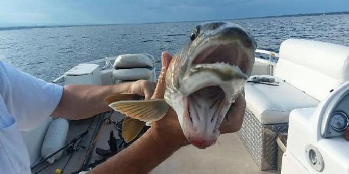 Một con cá hồi hồ có 2 miệng đã bị cô Debbie Geddes bắt được trên hồ Champlain Ảnh: Courtesy of Knotty Boys Fishing