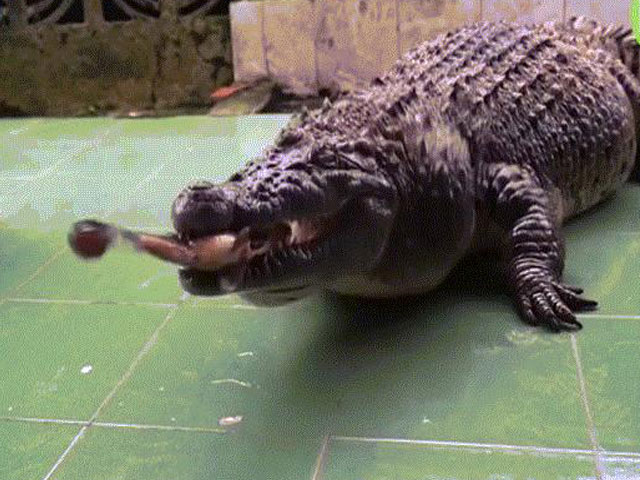 Media - Sốc với cảnh cá sấu trèo rào, "đột nhập" căn cứ quân sự Mỹ