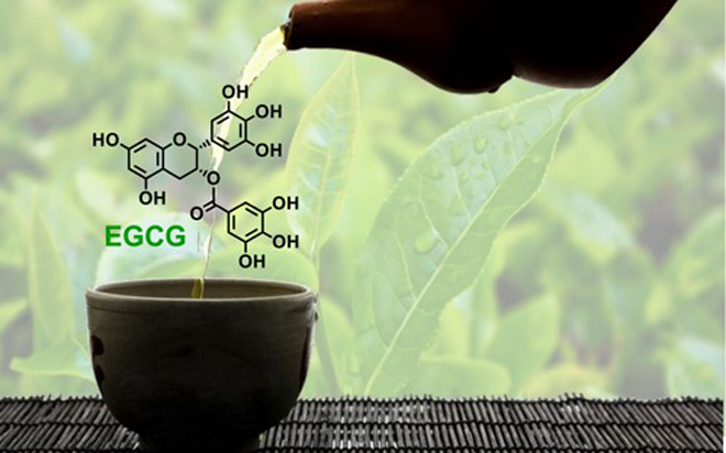Công dụng của hợp chất EGCG giúp trà xanh trở thành vua của các thức uống giải khát.