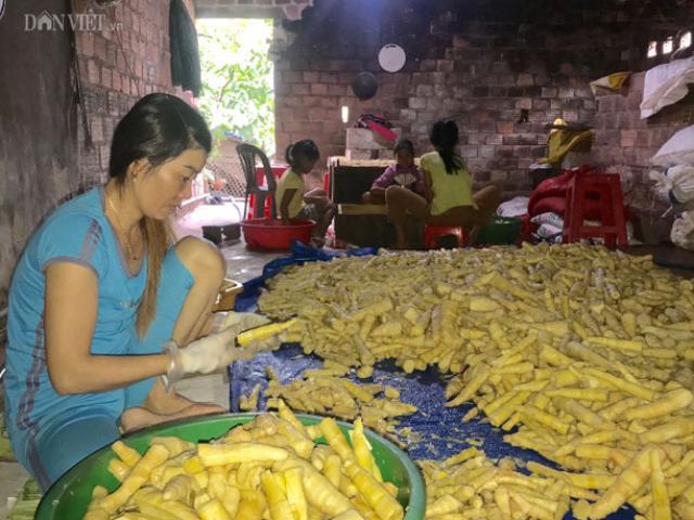 Thị trường - Tiêu dùng - Nghề hái ra tiền ở Kon Tum: Sấy măng rừng chỉ 1 vụ đã lãi "khủng"