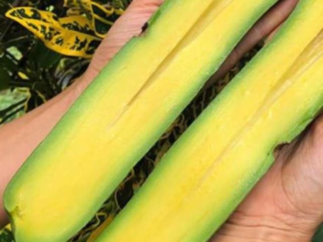 Thị trường - Tiêu dùng - Siêu dị: Giống bơ dài gần… 1m, có quả giá bằng cả tháng lương công nhân