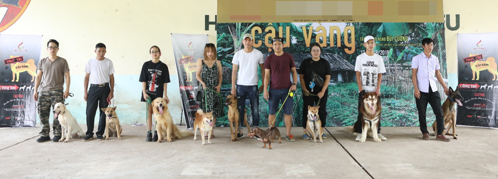 Nhiều chú chó tham gia buổi casting phim