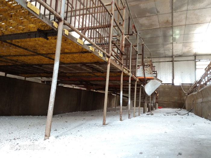 Khắp chuồng trại đã được anh Thơ rắc vôi bột trắng xóa.