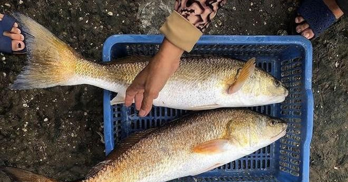 Tin tức trong ngày - Người dân đánh bắt được 2 con cá nghi sủ vàng quý hiếm