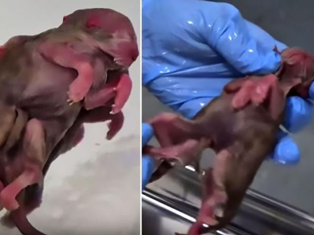 Phi thường - kỳ quặc - Kỳ dị mèo "2 con nhập một", có 8 chân, 4 tai