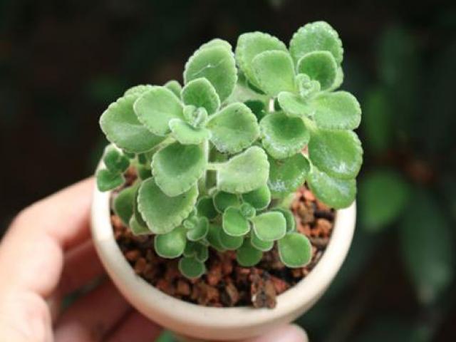 Thị trường - Tiêu dùng - Hái ra tiền nhờ loài thực vật vừa thơm vừa biết… đuổi muỗi