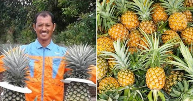 Abdul Rahman Ahmad bên những quả dứa do mình trồng.&nbsp;