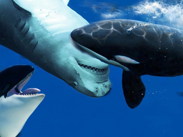 Hãi hùng cảnh cá voi sát thủ tranh nhau xé xác cá mập búa