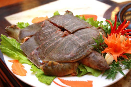 Thịt ba ba rất giàu dinh dưỡng. Ảnh minh họa