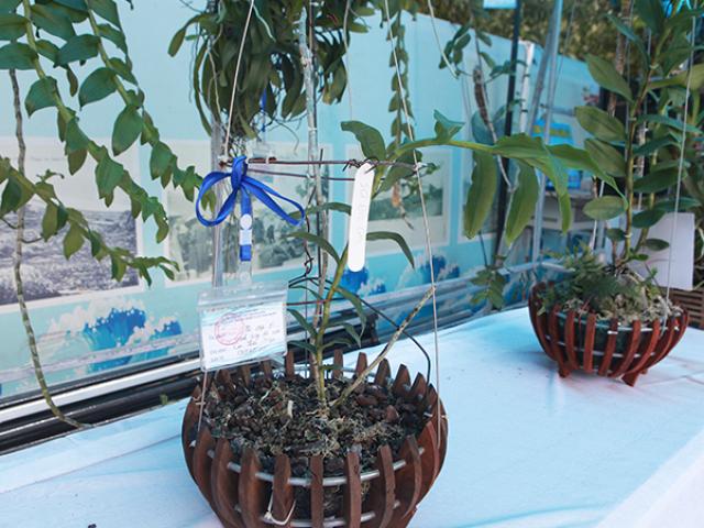 Thị trường - Tiêu dùng - Cây lan phi điệp 5 cánh trắng độc cước, cao có 20cm mà giá 500 triệu đồng