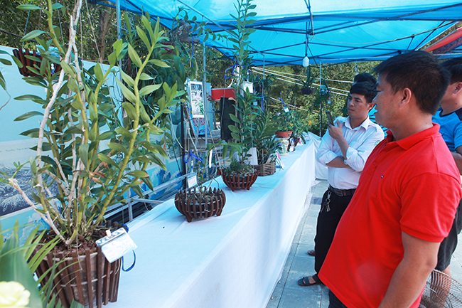 Tại triển lãm bonsai nghệ thuật, đá quý, hoa lan TP. Sầm Sơn (Thanh Hóa), rất nhiều hoa lan có giá trị từ nhiều tỉnh thành trong cả nước được mang về tham dự.