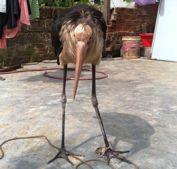 Con chim được lực lượng kiểm lâm nhận định con chim này là chim già đẫy, hay còn gọi là cò sói.