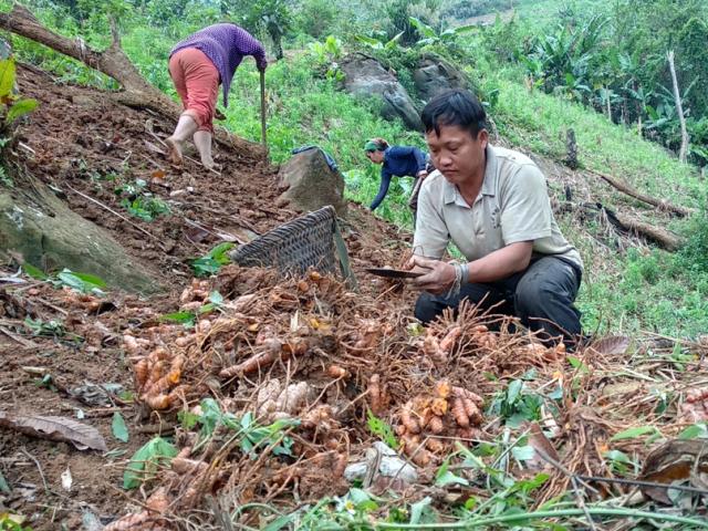 Thị trường - Tiêu dùng - Mang củ lạ "dúi" trên đất núi, 1 năm sau quay lên đào bán ra tiền