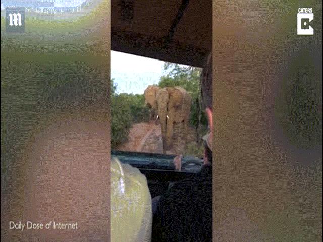 Phi thường - kỳ quặc - Hướng dẫn viên đuổi voi bằng hành động khó tin