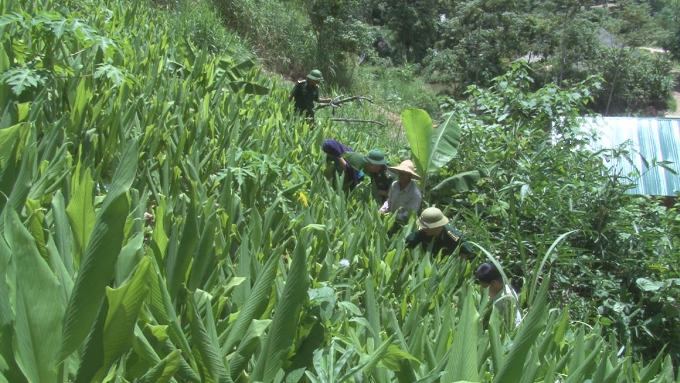 Cán bộ của Tổng đội Thanh niên Xung phòng 9 hướng dẫn bà con chăm sóc cây nghệ đỏ. Ảnh: Cảnh Thắng