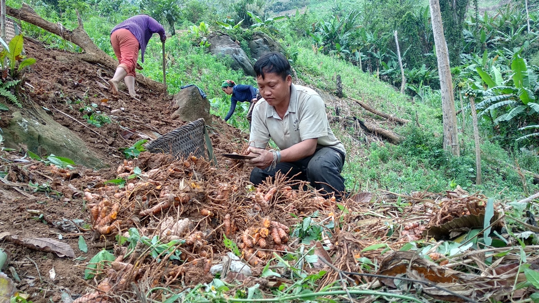 Người dân xã biên giới Tam Hợp, huyện Tương Dương (Nghệ An) thu hoạch củ nghệ đỏ cho năng suất cao. Ảnh: Cảnh Thắng