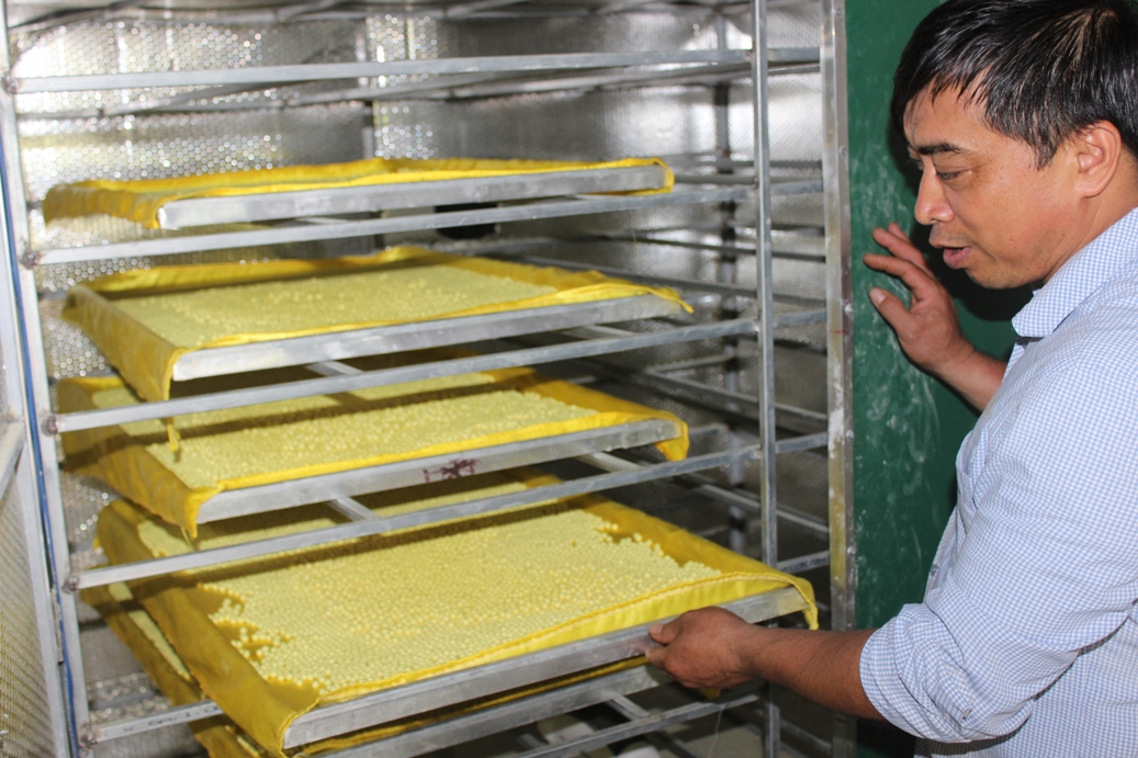 Sản phẩm tinh bột nghệ đỏ sau khi được chế biến. Ảnh: Cảnh Thắng