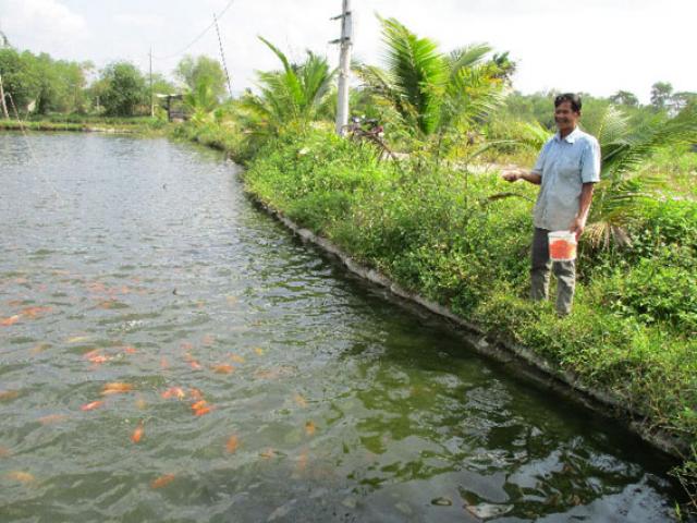 Thị trường - Tiêu dùng - Đà Nẵng: Muốn giàu nuôi cá, muốn khá dân ở đây cũng nuôi cá