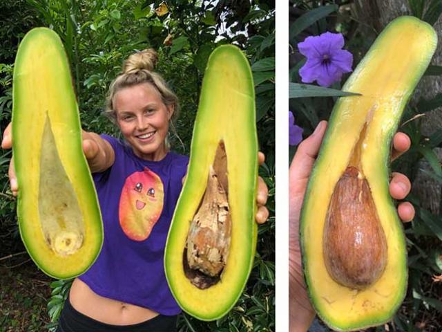 Ẩm thực - Giống bơ cổ dài "siêu to khổng lồ" dài 1 mét, phải chia nhau ăn mới hết