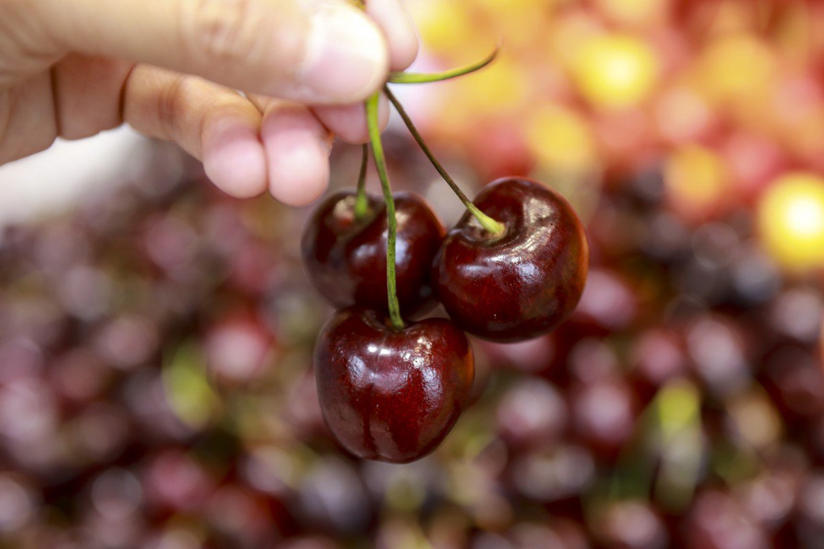 Cherry Mỹ giá rẻ tràn vào Việt Nam (Nguồn: SCMP)&nbsp;&nbsp;