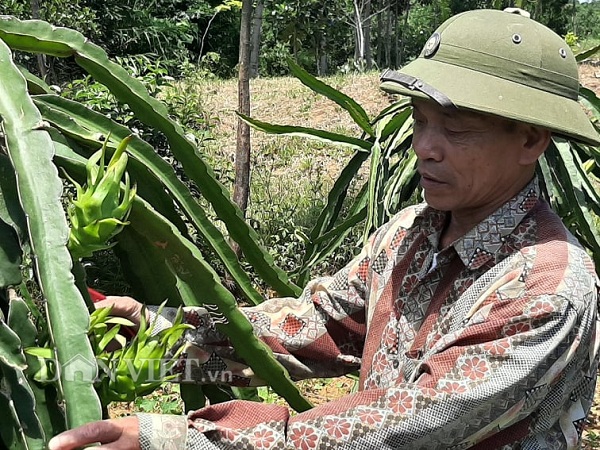 Việc tạo thế, tạo hình cho cây, được ông Sơn quan tâm và mong muốn nhìn trụ thanh long phải gọn gàng, như một tác phẩm nghệ thuật. Ảnh Tuấn Trung