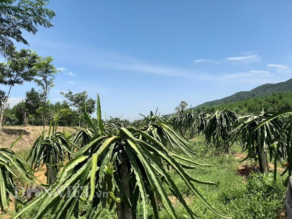 Sau khi tìm hiểu và được cán bộ Viện nghiên cứu rau quả Việt Nam tư vấn, ông Sơn đã chọn giống Long Định 1 để trồng trên vùng đất đồi của mình. Ảnh Tuấn Trung