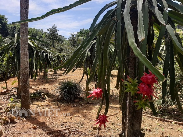 Trồng thanh long trên đất đồi cằn cỗi, lãi hàng trăm triệu mỗi năm - 5