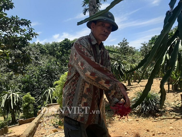 Với khoảng 3.000 trụ thanh long, mỗi năm ông Sơn cũng thu về cho gia đình hơn 600 triệu đồng. Ảnh Tuấn Trung