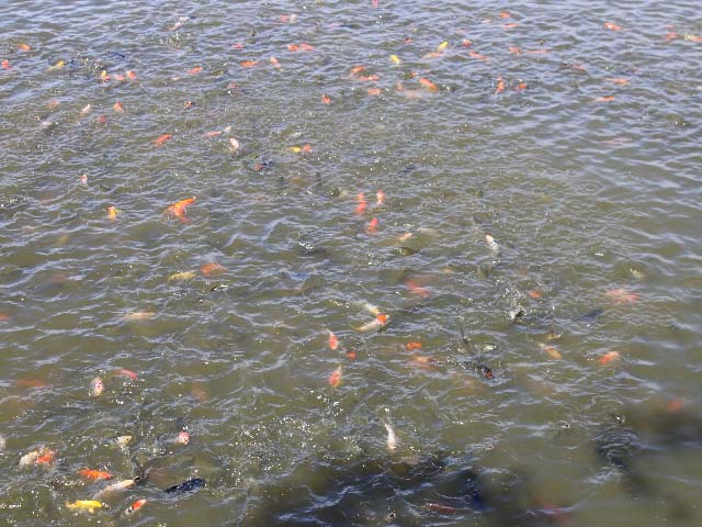 Mô hình cá nước ngọt ở xã Hòa Khương đã được địa phương chọn tham gia Chương trình mỗi xã một sản phẩm (Chương trình OCOP) của huyện Hòa Vang.
