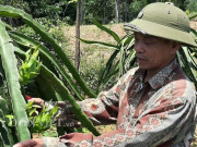 Thị trường - Tiêu dùng - Trồng thanh long trên đất đồi cằn cỗi, lãi hàng trăm triệu mỗi năm