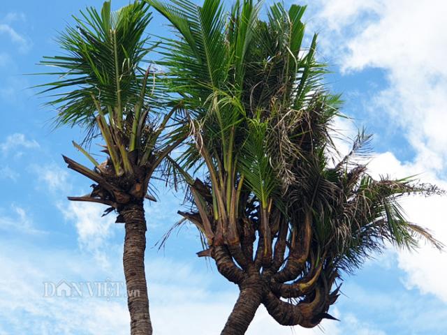 Thị trường - Tiêu dùng - Độc nhất Cà Mau: Cây dừa 14 đọt cực lạ, trả 180 triệu đồng chưa bán