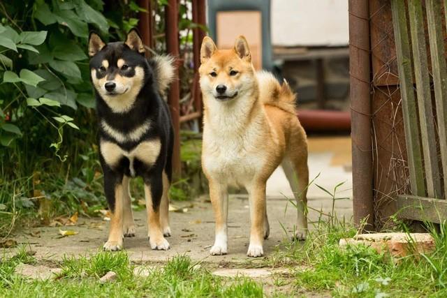 Giống chó Shiba Inu được công nhận là di sản&nbsp;tự nhiên của Nhật Bản từ năm 1936.
