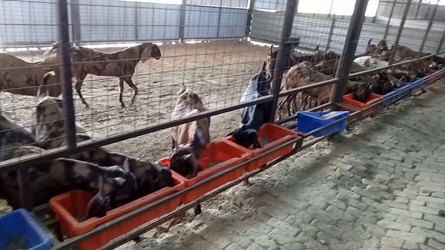 Trong quá trình nuôi, Shweta đảm bảo các con dê được chăm sóc và có chế độ dinh dưỡng thích hợp nhằm có chất lượng thịt tốt nhất.
