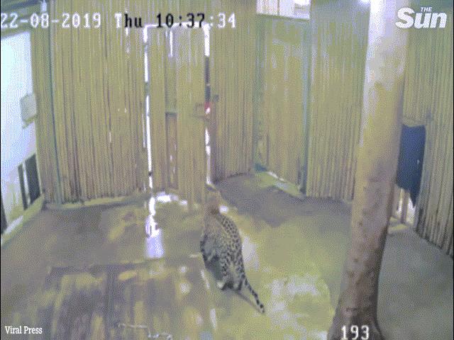 Thế giới - Thái Lan: Ông mở nhầm cửa chuồng báo mà không đóng lại, cháu nhận hậu quả đau đớn