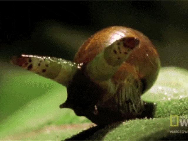 Media - Ghê rợn loài ký sinh biến vật chủ thành "xác sống" với đôi mắt xanh nhấp nháy