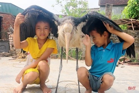 Già Đẫy khá dạn với người và rất thích ăn các loài cá nước ngọt (Ảnh: Báo Hà Tĩnh)