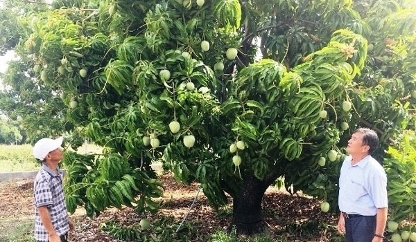 Ông Nguyễn Lai (phải)- Chủ tịch Hội Nông dân huyện Cam Lâm thăm quan vườn xoài chất lượng cao của hộ ông Hồng