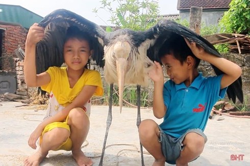 Già Đẫy khá dạn với người và rất thích ăn các loài cá nước ngọt (Ảnh: Báo Hà Tĩnh).