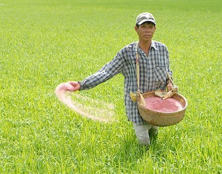 Phân bón vô cơ hiện vẫn chiếm khoảng 87% trong số 13 triệu phân bón được sử dụng trên đồng ruộng Việt Nam mỗi năm
