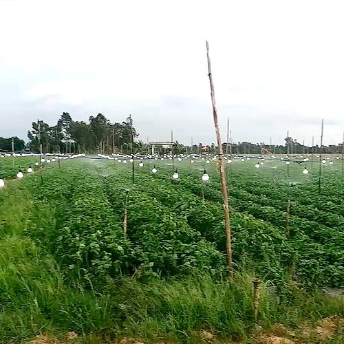 Một khu ruộng lên liên trồng tía tô Hàn Quốc để thu hái lá xuất khẩu ở cù lao Chợ Mới, tỉnh An Giang.