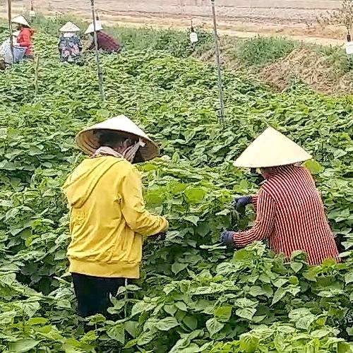 Thu hoạch lá tía tô để xuất khẩu sang thị trường Hàn Quốc trên cánh đồng xã An Thạnh Trung, huyện Chợ Mới, tỉnh An Giang.