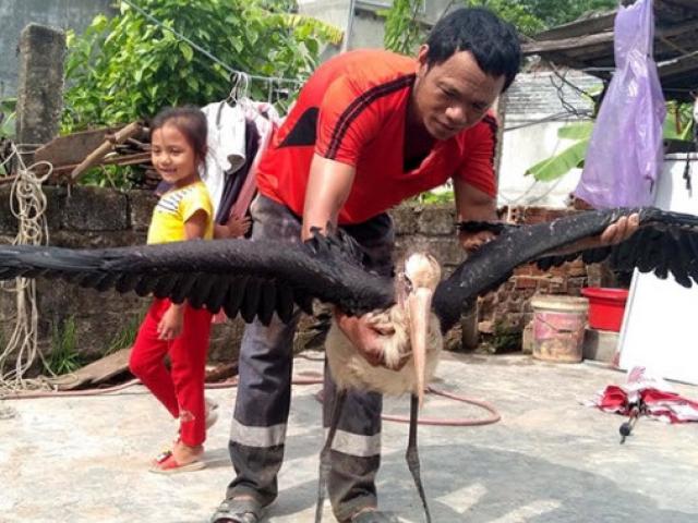 Tin tức trong ngày - Chim khổng lồ cực hiếm  đã có nơi ở mới