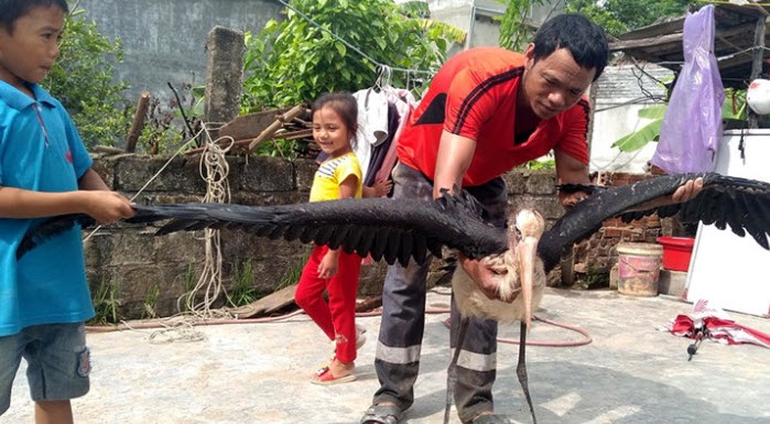 Con chim già đẫy anh Chung bắt được tại cánh đồng.