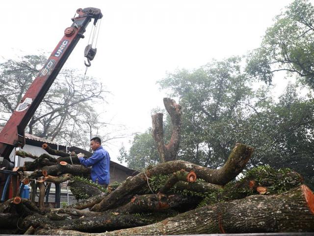 Chốt thời gian đấu giá cây gỗ sưa từng được trả giá trăm tỷ ở Hà Nội