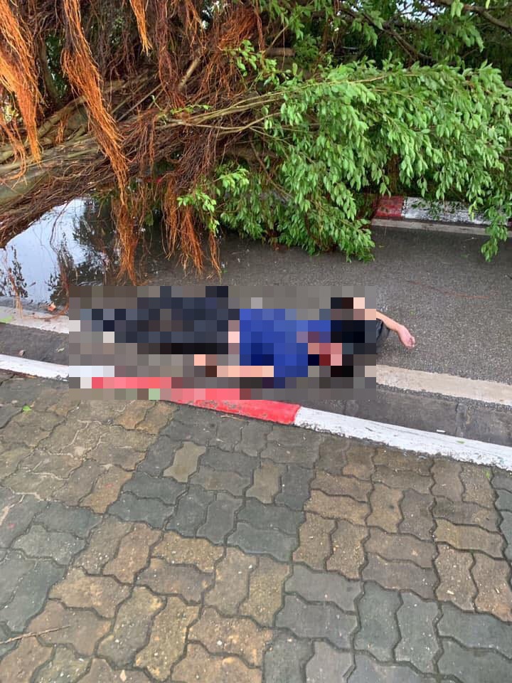 Cây cổ thụ bật gốc tại đường Quảng Bá, đè chết người