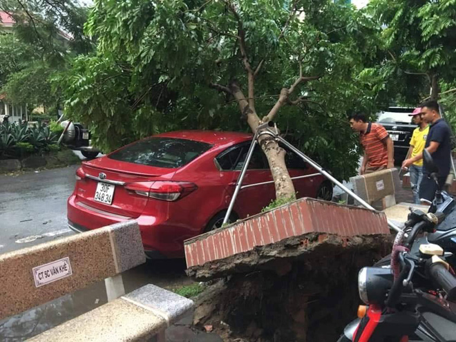 Cây đổ khu đô thị Văn Khê, quận Hà Đông.