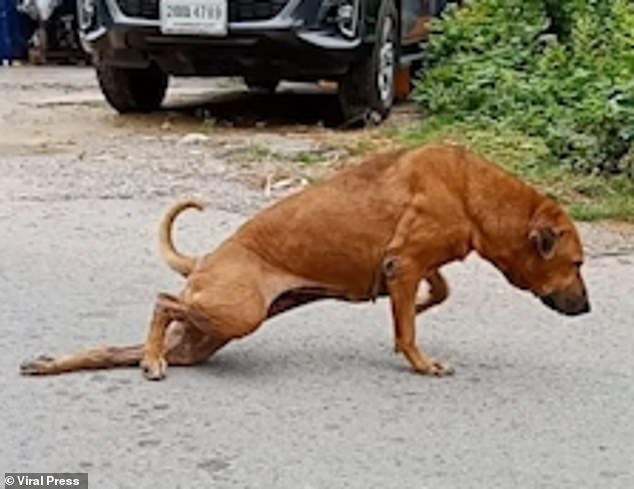 Chú chó "gãy chân" gây sốt ở Thái Lan.