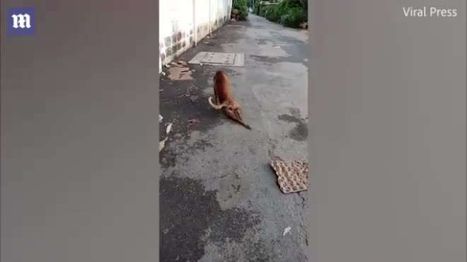 Video: Chú chó gãy chân dạo bước trên đường xin ăn và sự thật khó tin