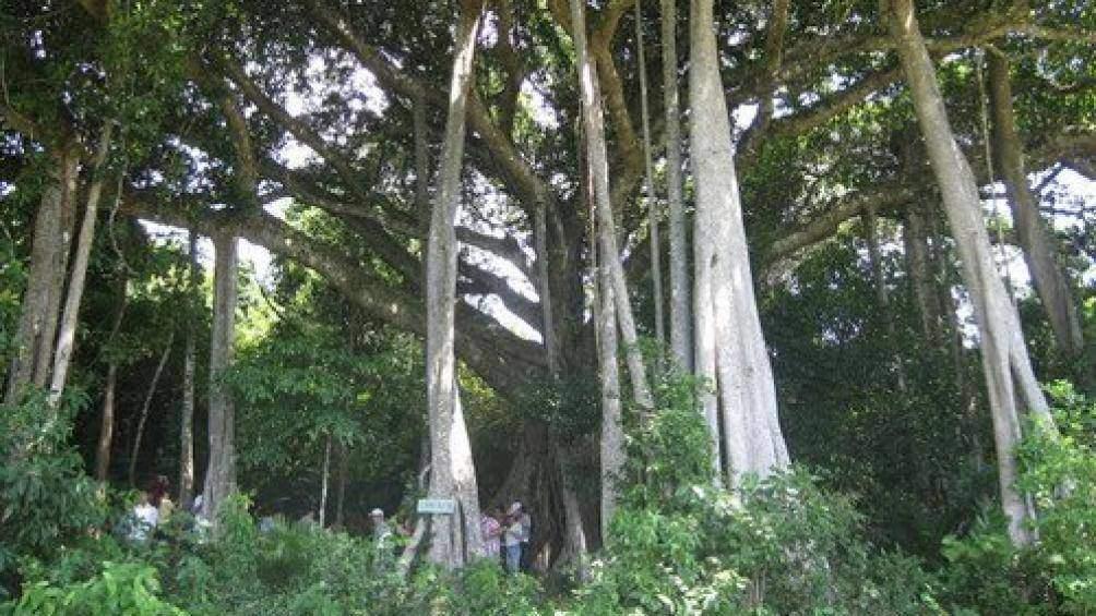 Cây đa cổ thụ trên bán đảo Sơn Trà, nơi các du khách đi lạc và được anh Khải cứu giúp