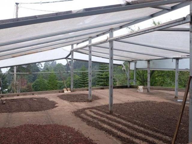 Thị trường - Tiêu dùng - Trồng thứ cây "khó tính", từng bị "ra rìa", nay thu quả bán hơn 50 triệu/kg